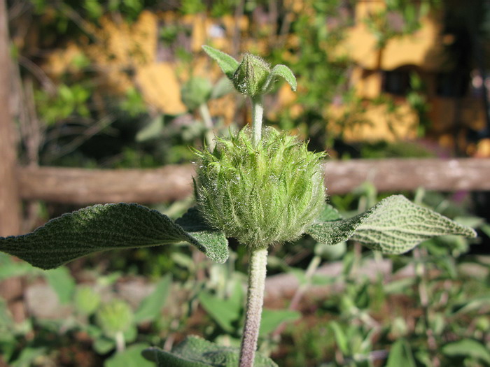 Phlomis fruticosa